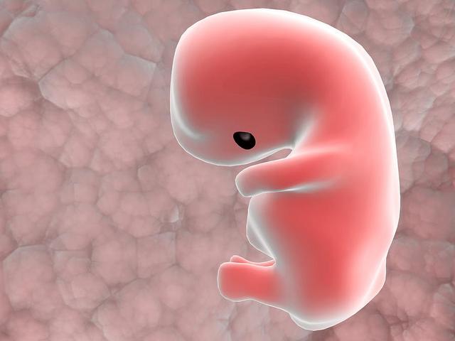 冻胚和囊胚移植哪个成功率高附两种移植方式的区别